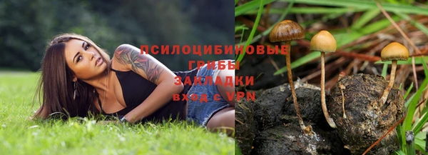 индика Ельня